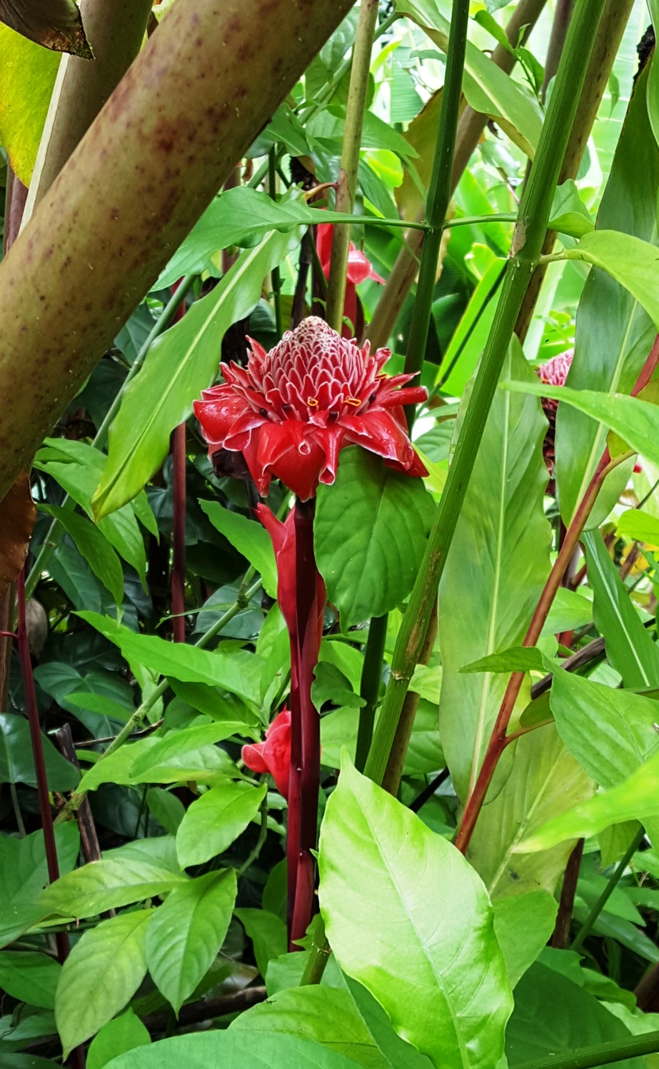 ginger, open blossom